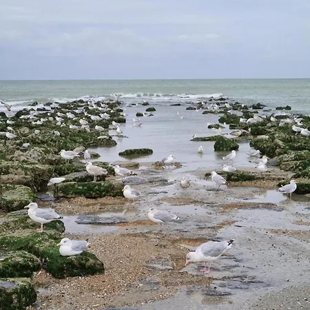 On Belgian Coast With Sea View *